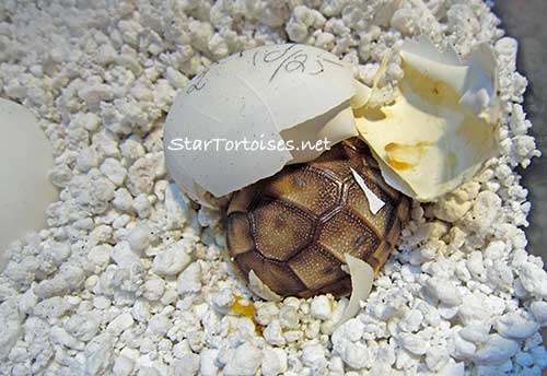 hatching Mesopotamian Greek tortoise