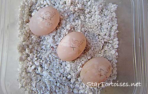 golden Mesopotamian Greek tortoise  eggs