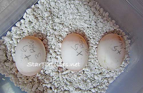 golden Mesopotamian Greek tortoise eggs incubating