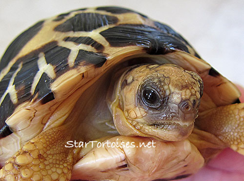 Burmese star tortoise (Geochelone platynota) youngster
