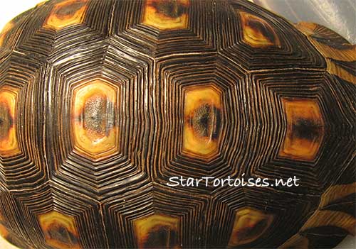 angulate / bowsprit tortoise (Chersina angulata) adult