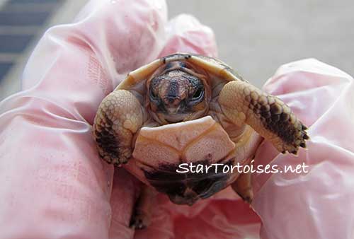 Angulate tortoise (Chersina angulata) hatchling