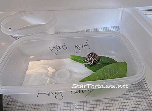 angulate / bowsprit (Chersina angulata), freshly hatcheds