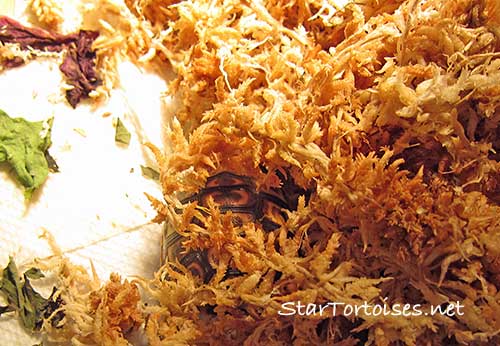 angulate / bowsprit tortoise hatchling