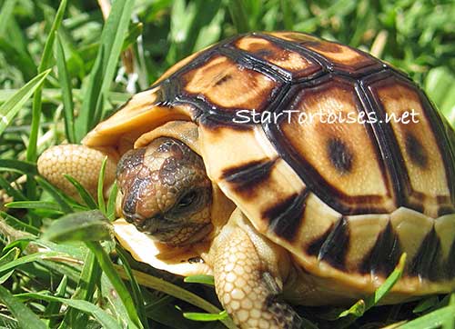 angulate / bowsprit tortoise (Chersina angulata) hatchling.