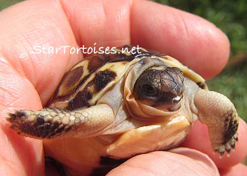 freshly hatched angulate / bowsprit tortoise (Chersina angulata)