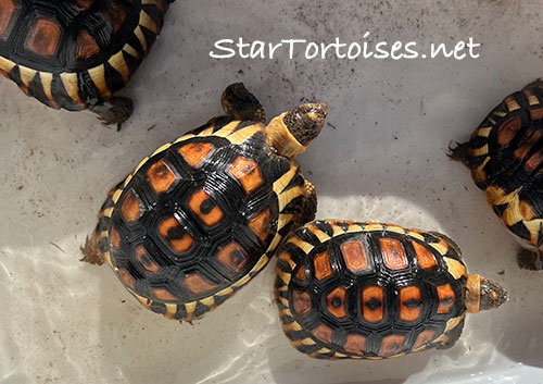 angulate / bowsprit (Chersina angulata) babies