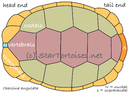 shell scutes of angulate tortoise