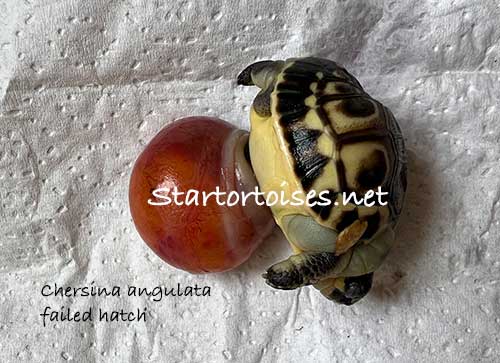 failed hatch - angulate baby with a huge yolk sac