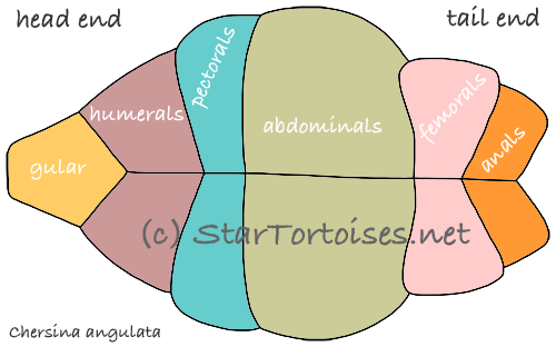 angulate tortoise plastron scutes