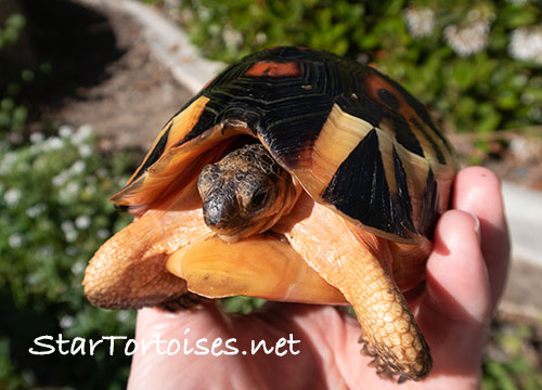 angulate / bowsprit (Chersina angulata) babies
