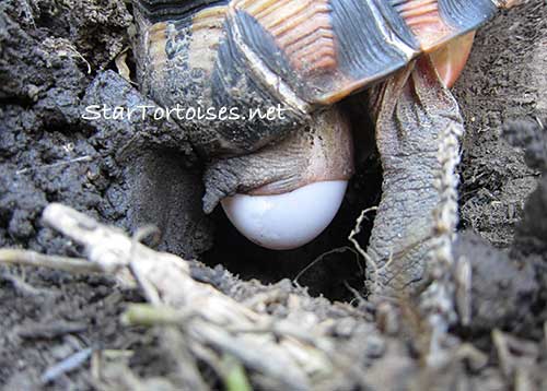 angulate / bowsprit tortoise (Chersina angulata) laying an egg