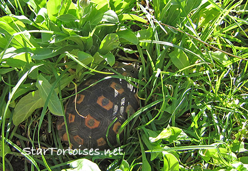 angulate / bowsprit tortoise outdoors