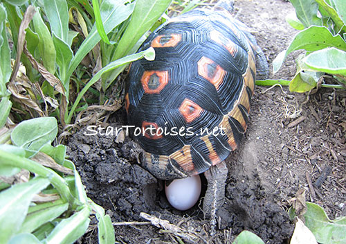 Chersina angulata laying an egg
