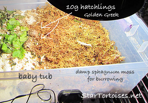 just hatched golden Greek in  baby  nursery