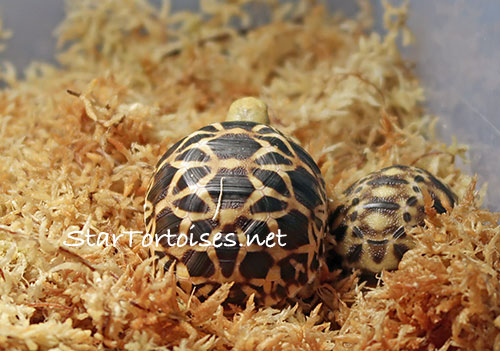 Burmese star tortoise hatchling (Geochelone platynota) with an older sibling