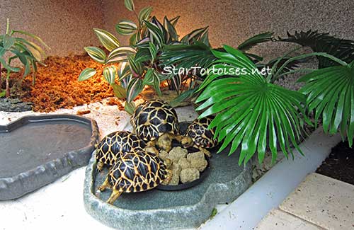 Burmese star tortoise babies (Geochelone platynota) eating soaked Mazuri