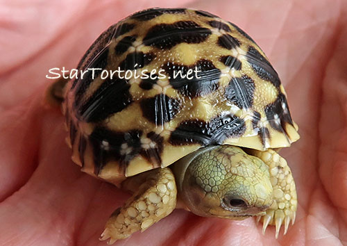 Burmese star tortoise (Geochelone platynota) hatchling