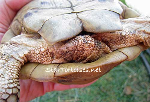 adult female golden Greek tortoise