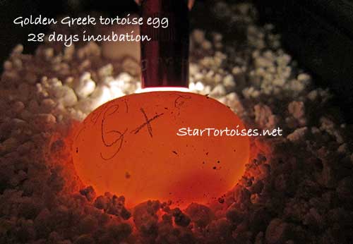 candling a fertile golden Greek tortoise egg