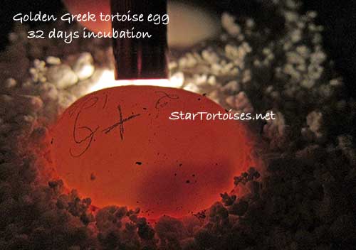 candling a fertile golden Greek tortoise egg