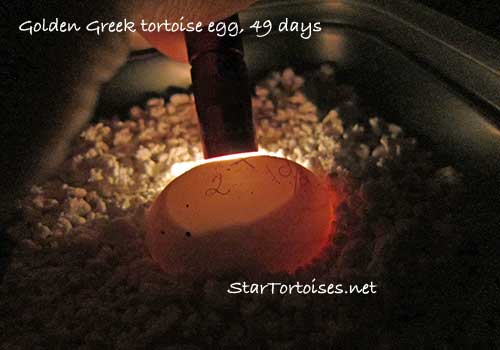 candling a fertile golden Greek tortoise egg