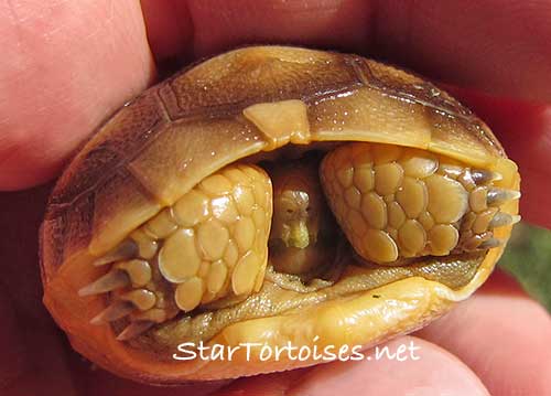 hatchling golden Mesopotamian Greek tortoise