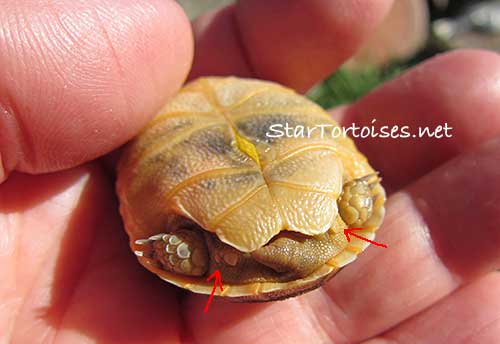 3 day old golden Greek /  Mesopotamian tortoise baby