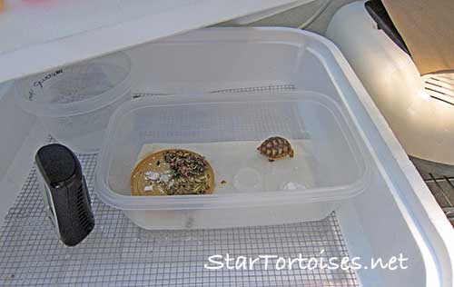 just hatched golden Greek in  baby  nursery