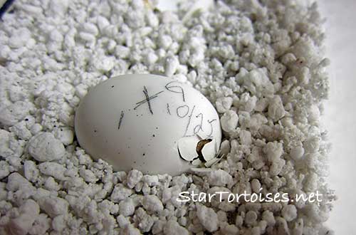 hatching golden Greek tortoise