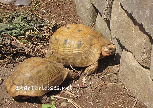 golden Mesopotamian Greek tortoise pair