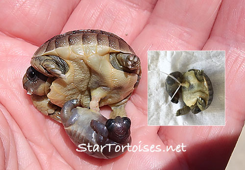 twin Mesopotamian Greek tortoise babies