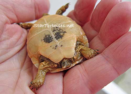 golden Greek  / Mesopotamian tortoise baby