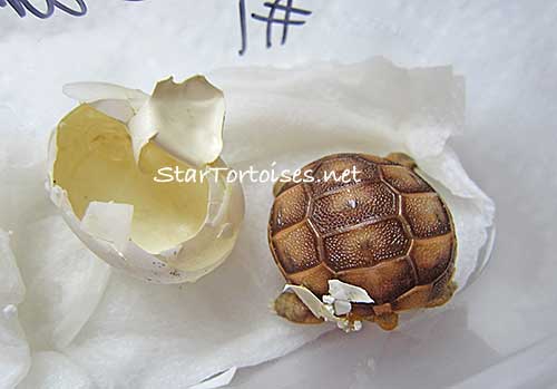 golden Mesopotamian Greek tortoise hatchling