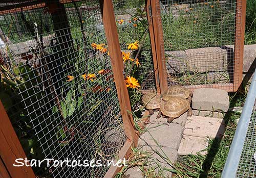 golden Mesopotamian Greek tortoise youngsters