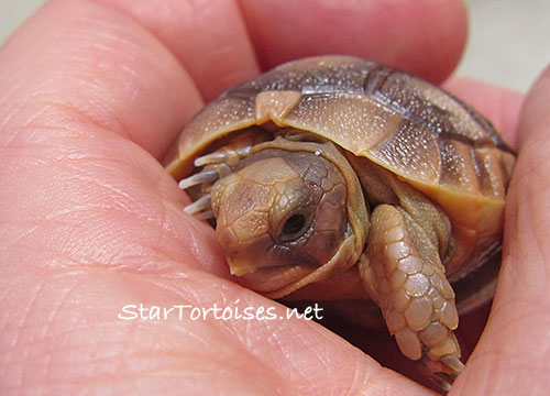 Mesopotamian Greek tortoise hatchling