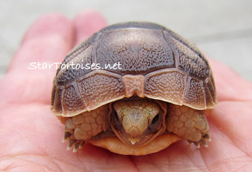 golden / Mesopotamian Greek tortoise hatchling