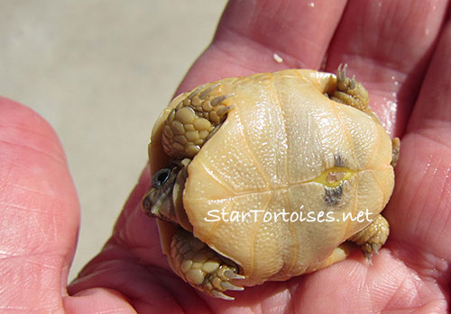 golden Mesopotamian Greek tortoise hatchling