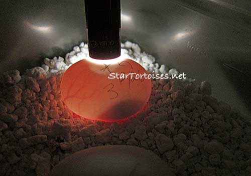 incubating golden Greek egg at 31 days