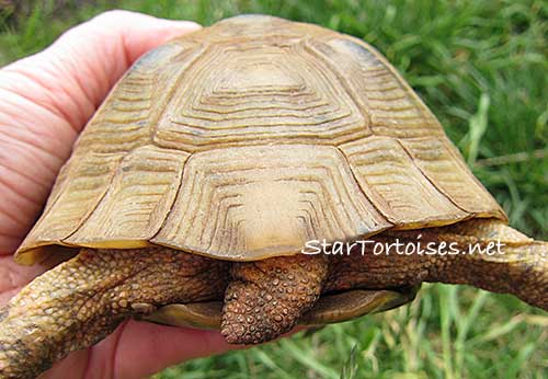 golden Greek tortoise female