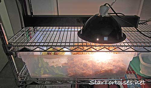 simple Greek tortoise hatchling tub