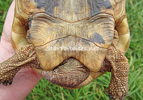 golden Mesopotamian Greek tortoise male