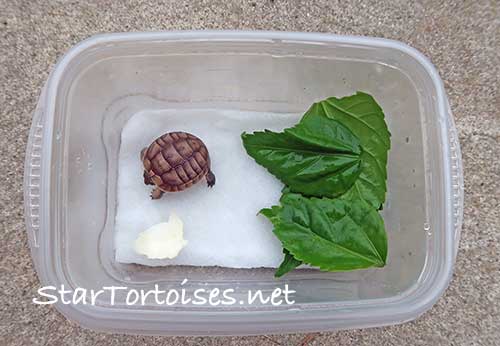 just hatched Mesopotamian Greek tortoise
