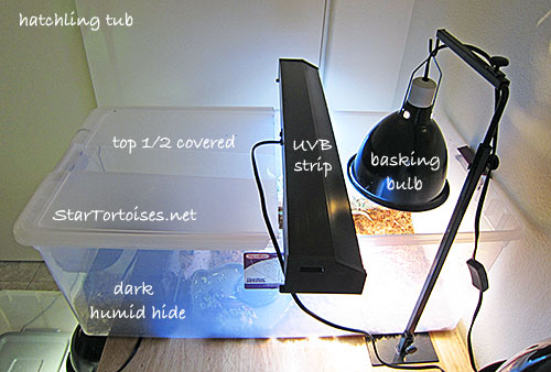 hatchling tortoise tub