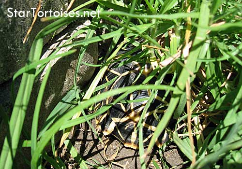 Indian Star tortoise (Geochelone elegans) hiding in grass