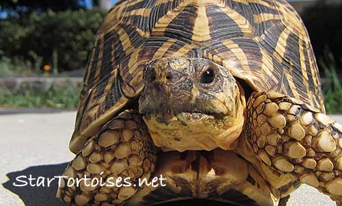 Indian star tortoise (Geochelone elegans)
