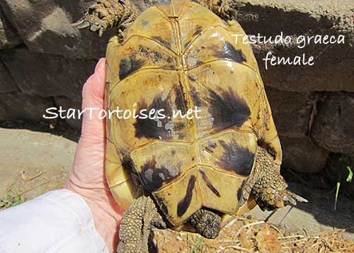 female golden Greek tortoise