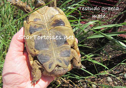 golden Mesopotamian Greek tortoise male