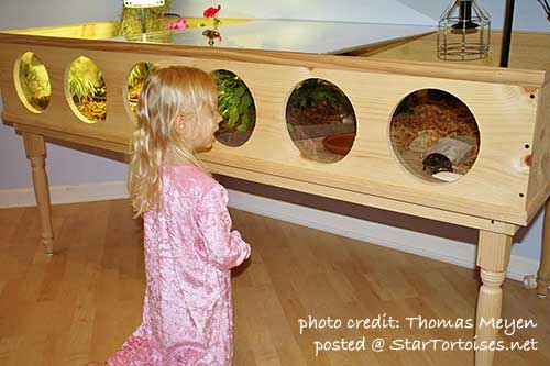 tortoise table with viewing windows