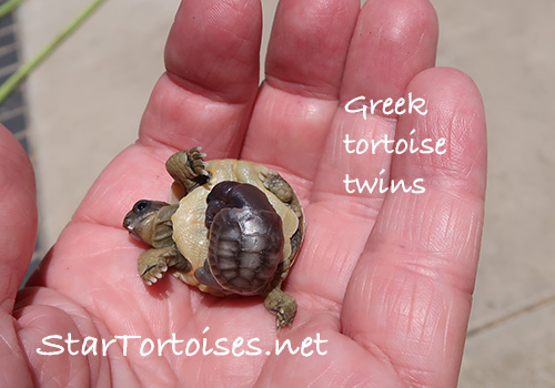 twin hatchling Greek tortoises